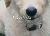 Waddles & Wags Pet Services image 7